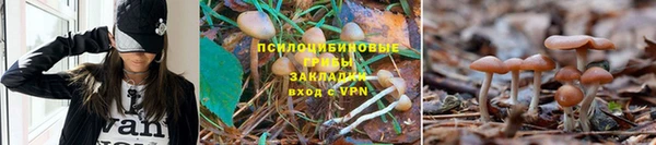 MESCALINE Аркадак